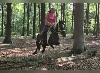 American Paint Horse, Caballo castrado, 3 años, 155 cm, Pío
