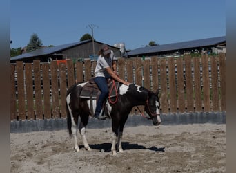 American Paint Horse, Caballo castrado, 3 años, 155 cm, Tobiano-todas las-capas