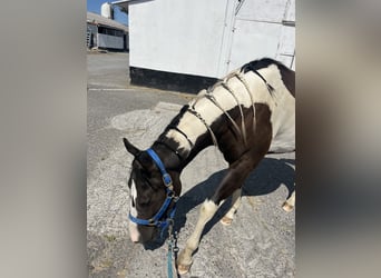 American Paint Horse, Caballo castrado, 3 años, 155 cm, Tobiano-todas las-capas