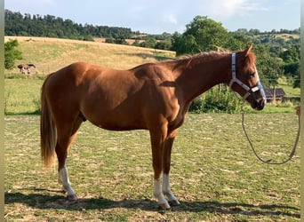 American Paint Horse, Caballo castrado, 3 años, 156 cm, Alazán
