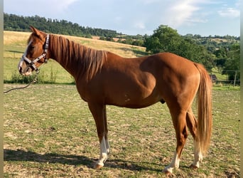 American Paint Horse, Caballo castrado, 3 años, 156 cm, Alazán