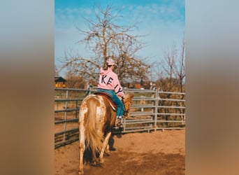 American Paint Horse, Caballo castrado, 3 años, 160 cm, Champán