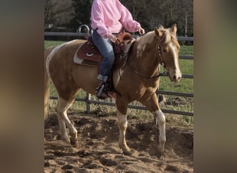 American Paint Horse, Caballo castrado, 3 años, 160 cm, Champán