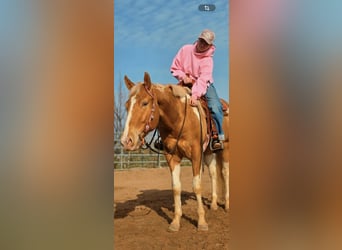 American Paint Horse, Caballo castrado, 3 años, 160 cm, Champán