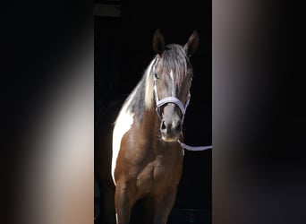 American Paint Horse Mestizo, Caballo castrado, 3 años, 160 cm, Tobiano-todas las-capas