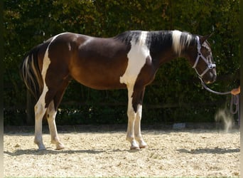 American Paint Horse Mestizo, Caballo castrado, 3 años, 160 cm, Tobiano-todas las-capas
