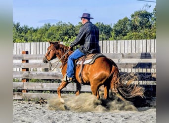 American Paint Horse, Caballo castrado, 3 años, Alazán rojizo