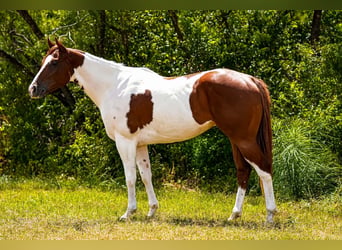 American Paint Horse, Caballo castrado, 3 años, Tobiano-todas las-capas