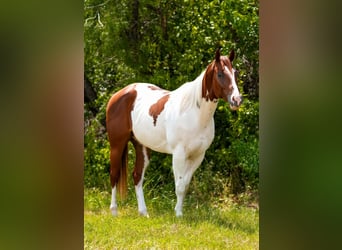 American Paint Horse, Caballo castrado, 3 años, Tobiano-todas las-capas