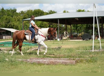 American Paint Horse, Caballo castrado, 3 años, Tobiano-todas las-capas