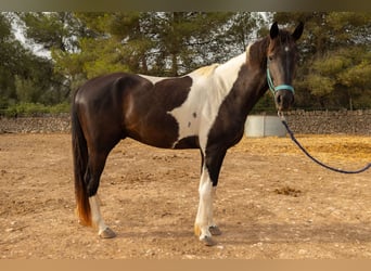 American Paint Horse, Caballo castrado, 3 años, Tovero-todas las-capas