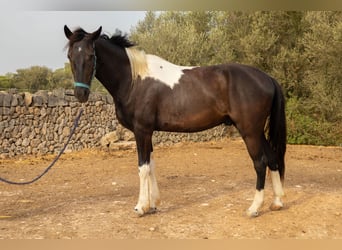 American Paint Horse, Caballo castrado, 3 años, Tovero-todas las-capas