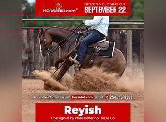 American Paint Horse, Caballo castrado, 4 años, 142 cm, Alazán rojizo