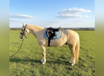 American Paint Horse Mestizo, Caballo castrado, 4 años, 144 cm, Palomino