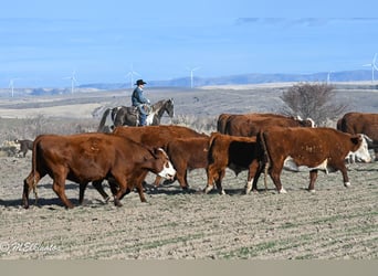 American Paint Horse, Caballo castrado, 4 años, 147 cm, Pío