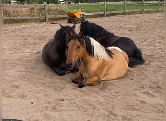American Paint Horse Mestizo, Caballo castrado, 4 años, 149 cm, Tobiano-todas las-capas