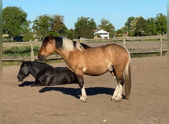 American Paint Horse Mestizo, Caballo castrado, 4 años, 149 cm, Tobiano-todas las-capas