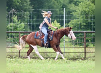 American Paint Horse, Caballo castrado, 4 años, 150 cm, Alazán rojizo