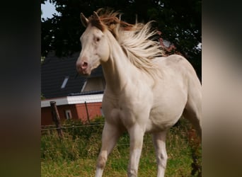 American Paint Horse, Caballo castrado, 4 años, 150 cm, Champán