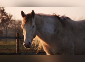 American Paint Horse, Caballo castrado, 4 años, 150 cm, Champán