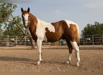 American Paint Horse, Caballo castrado, 4 años, 150 cm, Tobiano-todas las-capas