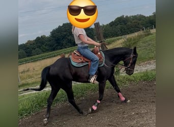 American Paint Horse, Caballo castrado, 4 años, 151 cm, Castaño oscuro