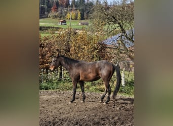 American Paint Horse, Caballo castrado, 4 años, 152 cm, Castaño