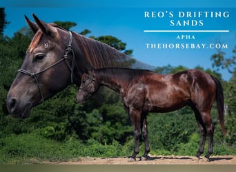 American Paint Horse, Caballo castrado, 4 años, 152 cm, Negro