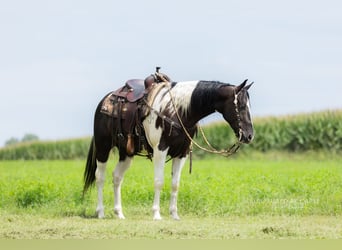 American Paint Horse, Caballo castrado, 4 años, 152 cm, Pío