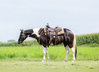 American Paint Horse, Caballo castrado, 4 años, 152 cm, Pío