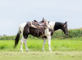 American Paint Horse, Caballo castrado, 4 años, 152 cm, Pío