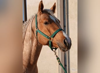 American Paint Horse, Caballo castrado, 4 años, 153 cm, Palomino