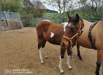 American Paint Horse, Caballo castrado, 4 años, 153 cm, Pío