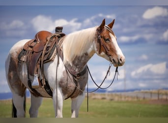 American Paint Horse, Caballo castrado, 4 años, 155 cm, Pío