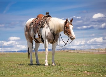 American Paint Horse, Caballo castrado, 4 años, 155 cm, Pío
