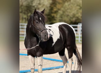 American Paint Horse, Caballo castrado, 4 años, 155 cm, Tobiano-todas las-capas
