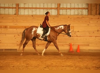 American Paint Horse, Caballo castrado, 4 años, 157 cm, Alazán rojizo