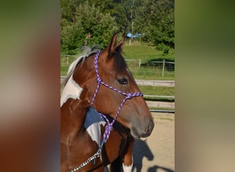 American Paint Horse, Caballo castrado, 4 años, 157 cm, Tobiano-todas las-capas