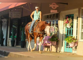 American Paint Horse, Caballo castrado, 4 años, 160 cm, Alazán-tostado