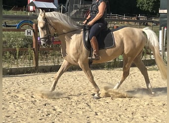 American Paint Horse, Caballo castrado, 4 años, 165 cm, Palomino