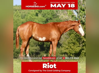 American Paint Horse, Caballo castrado, 4 años, Alazán rojizo