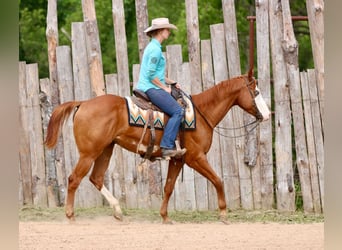 American Paint Horse, Caballo castrado, 4 años, Alazán rojizo