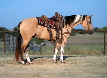 American Paint Horse, Caballo castrado, 4 años, Buckskin/Bayo