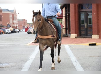 American Paint Horse, Caballo castrado, 4 años, Buckskin/Bayo