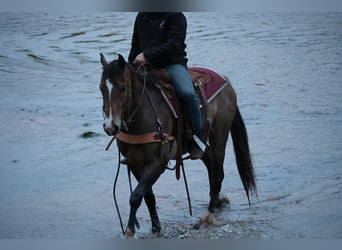 American Paint Horse, Caballo castrado, 4 años, Buckskin/Bayo