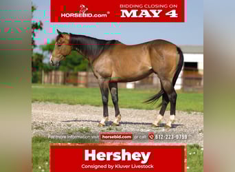 American Paint Horse, Caballo castrado, 4 años, Buckskin/Bayo