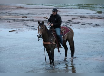 American Paint Horse, Caballo castrado, 4 años, Buckskin/Bayo
