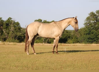 American Paint Horse, Caballo castrado, 4 años, Champán