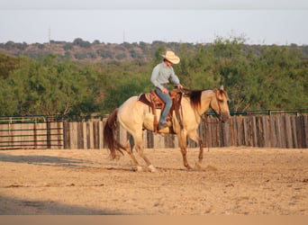 American Paint Horse, Caballo castrado, 4 años, Champán