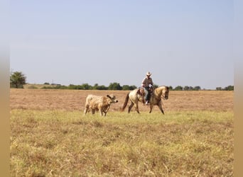 American Paint Horse, Caballo castrado, 4 años, Champán